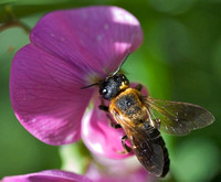 Flying insect on violet flower