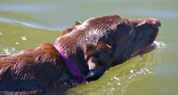 Swimmer